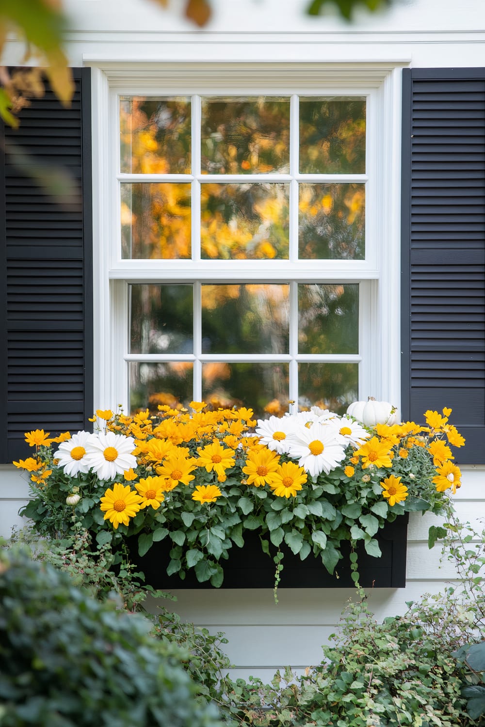 A window with white frames and dark shutters has a flower box brimming with vibrant yellow and white flowers. Reflecting in the window is a blurred, autumnal background with hues of orange and green. Below the flower box, greenery is seen growing against a white exterior wall.