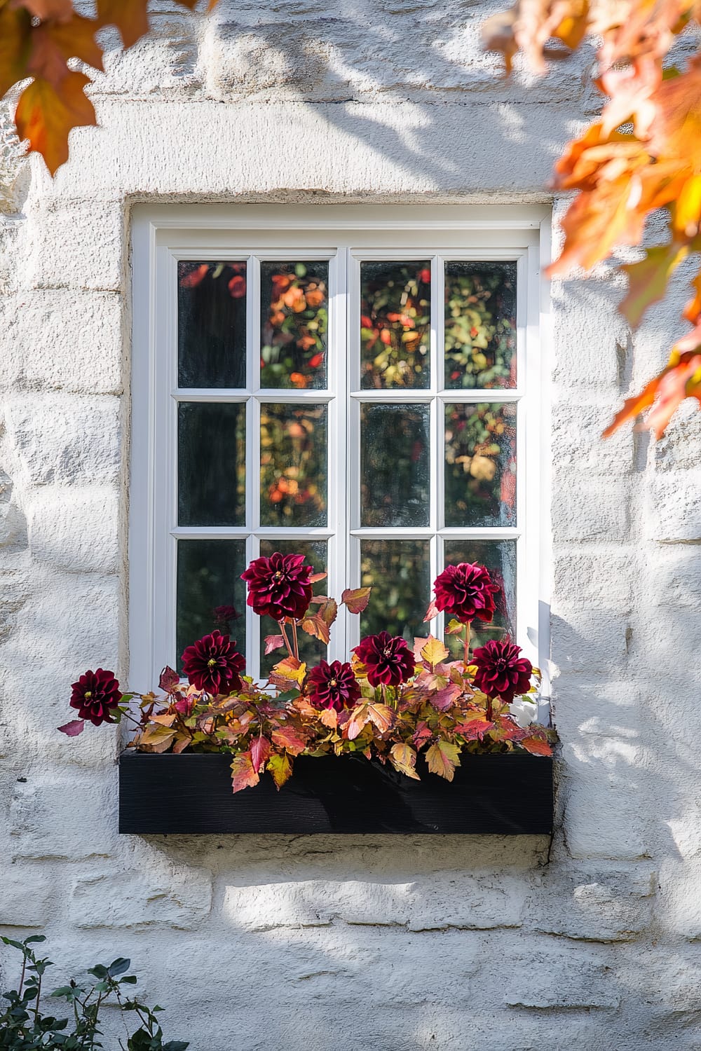 A close-up photo of a window with a white frame set in a textured, light-colored stone wall. Below the window, there is a rectangular black planter box containing vibrant dark red flowers surrounded by autumnal foliage with shades of orange, yellow, and red. The reflections in the window panes indicate a sunny day with colorful leaves visible from a tree nearby.