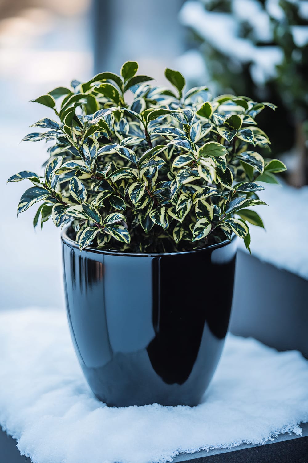 A sleek black ceramic planter holds a structured Euonymus shrub with glossy green leaves and striking variegated patterns. The planter is placed on a snow-covered patio step. Soft blue winter light highlights the intricate leaf patterns and casts subtle shadows, creating a minimalist scene with the shrub as the central focus against the muted snowy background.