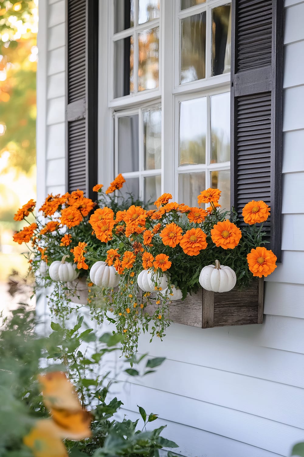 A close-up of a window box planter attached to the exterior of a house. The planter is filled with vibrant orange marigolds and small white pumpkins, all nestled among lush green foliage. The window has white panes and dark, wood shutters. Sunlight filters through the surrounding greenery, casting a soft, warm glow on the scene.