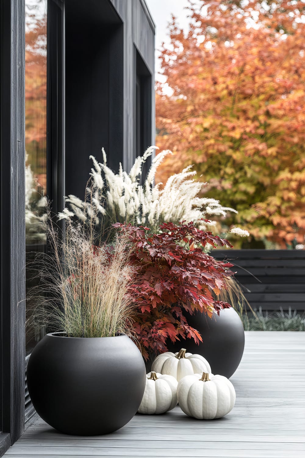 A modern outdoor autumnal scene is captured on a wooden deck. Featured are large black spherical planters containing ornamental grasses and red foliage. Three white pumpkins are artfully arranged on the deck in front of the planters. The backdrop includes a black wood-clad exterior wall with reflective glass windows and vibrant fall trees displaying shades of orange and red foliage.