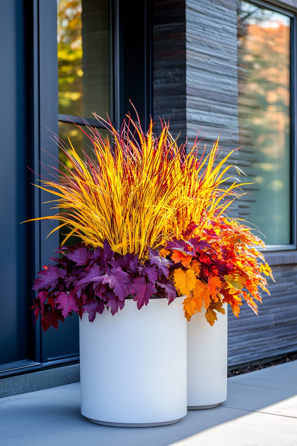 A modern outdoor setting featuring two white cylindrical planters filled with vibrant fall foliage. The plants have tall, spiky yellow and red leaves with a base of purple, red, and orange leaves. In the background, there is a contemporary building facade with dark windows and sleek, horizontal siding.