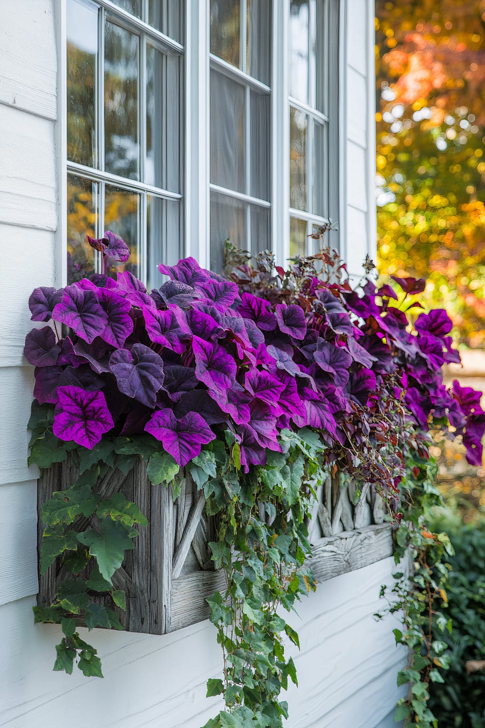 A window with a wooden planter box attached just below it, filled with vibrant purple petunias and lush green ivy vines. The exterior of the house is white with textured panels, while the background features autumn foliage in shades of orange and yellow.