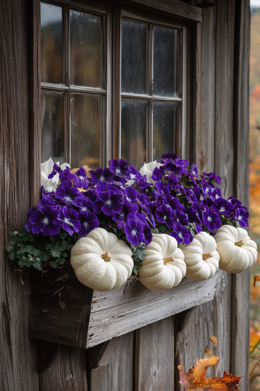 A rustic window box filled with vibrant purple and white flowers is adorned with small white pumpkins. The window box is attached to a weathered wooden wall, and the reflections in the window hint at an autumnal setting outside.