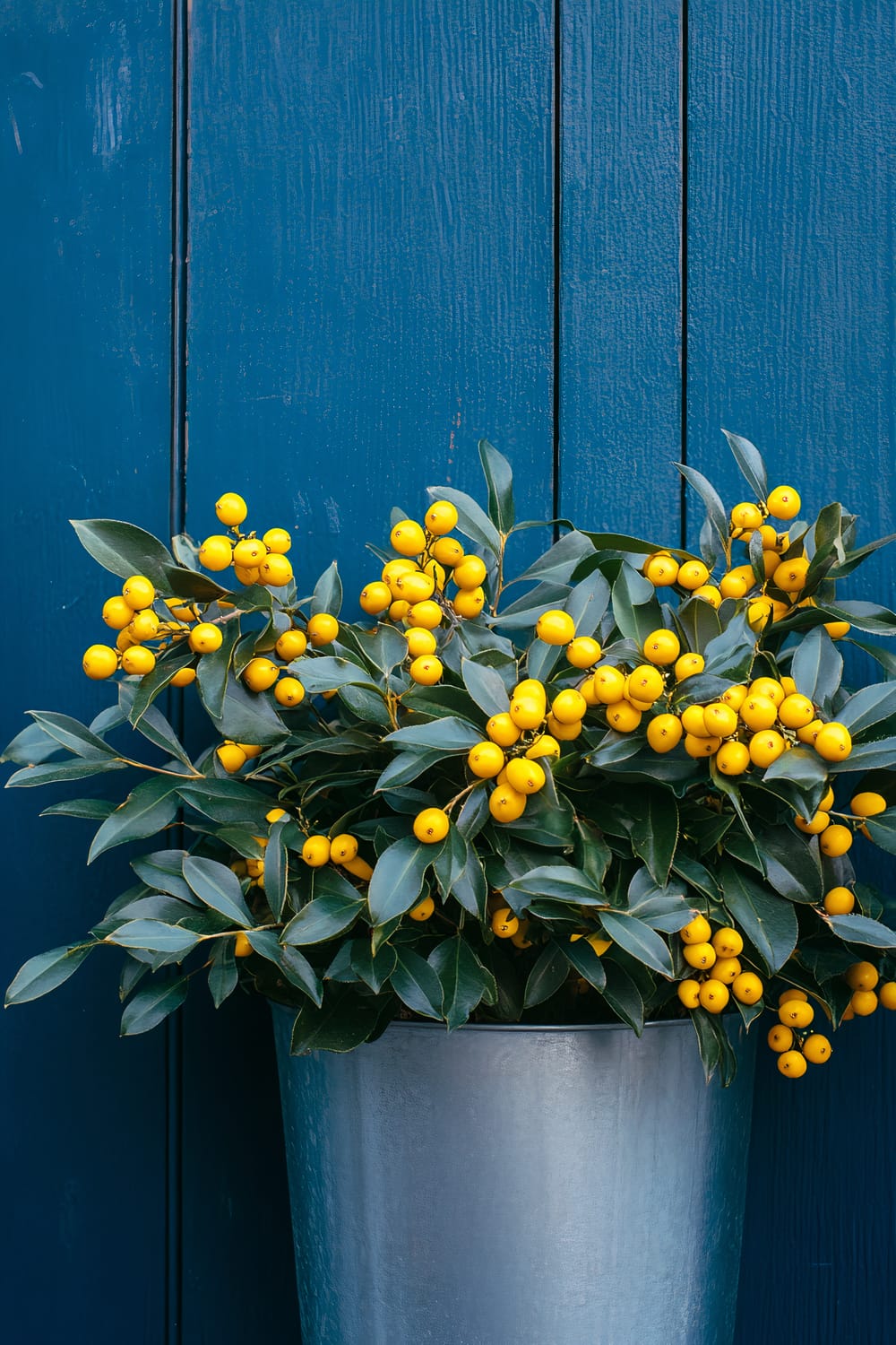 A modern galvanized steel planter holds dense Mahonia with spiky green leaves and vibrant yellow berries. The planter is set against a blue vintage barn door, highlighted by soft outdoor spotlights that create shadows and emphasize the metallic sheen of the planter.