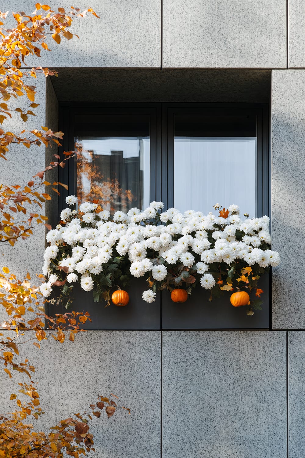 Modern building window adorned with a window box filled with lush white flowers and small orange pumpkins. The window frame is sleek and dark, contrasting with the light gray stone facade. Autumn leaves with golden hues are visible in the foreground, indicating the fall season.