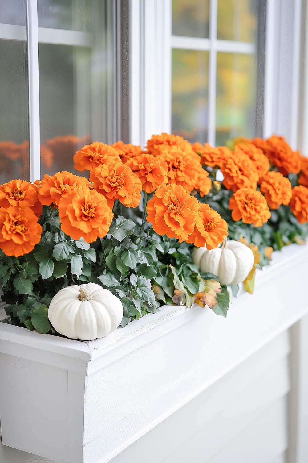 A window box filled with vibrant orange marigold flowers and a few small white pumpkins, attached to a white-framed window. The flowers are blooming densely, adding a pop of color against the white background of the window frame and box.