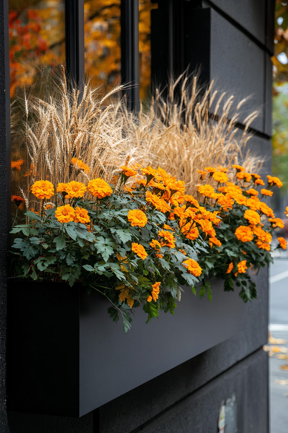 A sleek black window box is mounted on a dark wall, showcasing vibrant orange marigolds paired with wispy dried grasses. The bright flowers and grasses contrast sharply against the dark background, creating a striking visual effect. The exterior of a building with large, reflective windows is partially visible, with the reflection capturing autumn foliage in various shades of yellow and orange.