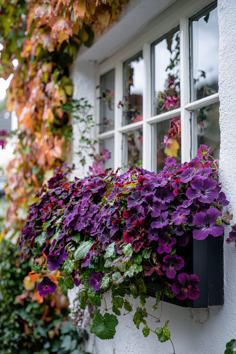 A charming window adorned with a black planter box bursting with vibrant purple flowers and verdant foliage. Autumnal vines with leaves in shades of orange, yellow, and red climb the white stucco wall around the window, adding a seasonal touch to the picturesque scene.