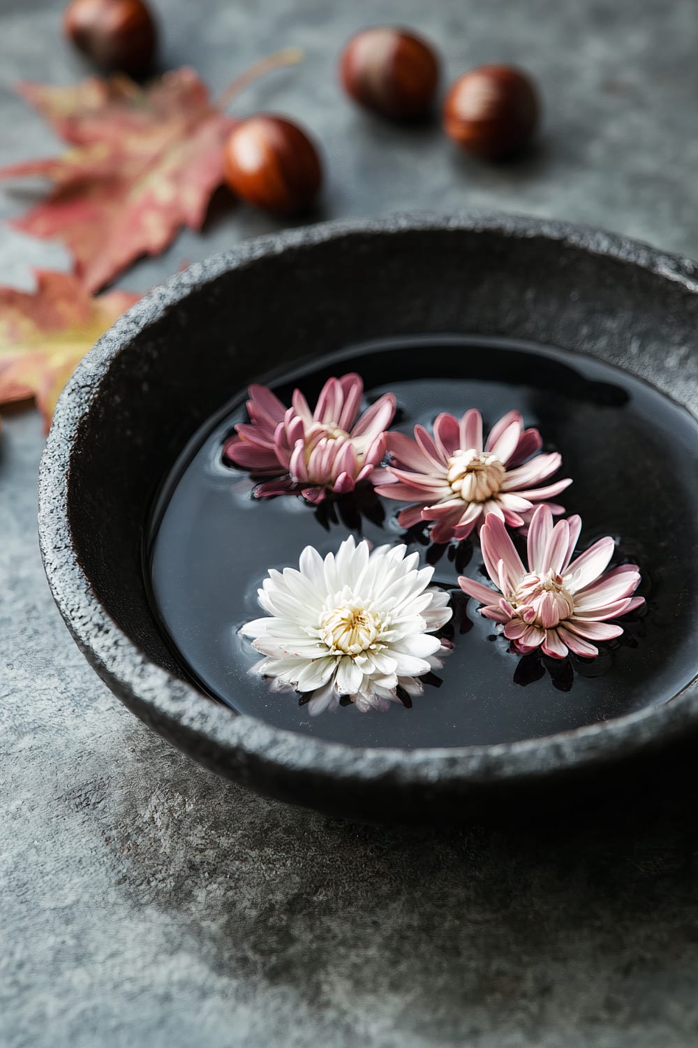 Four chrysanthemums, one white and three pink, float in a shallow, dark-colored bowl filled with water. The bowl is set on a textured, gray surface. In the background, there are blurred autumn leaves and brown chestnuts scattered around.