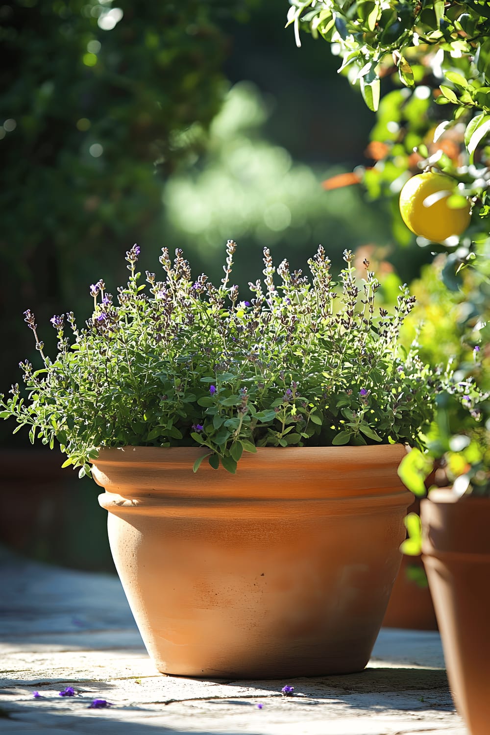 A classic Mediterranean-style terracotta planter filled with a variety of aromatic plants such as Lemon Thyme, Greek Oregano, French Lavender, and a small Dwarf Meyer Lemon Tree. The planter is sunlit, with the deep green colors of the plants contrasting the warm terracotta.