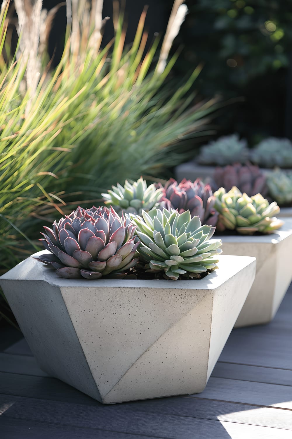 A modern garden featuring geometric concrete planters with various types of succulents on a minimalist wooden deck, surrounded by verdant foliage and tall grasses, basking under soft natural light.