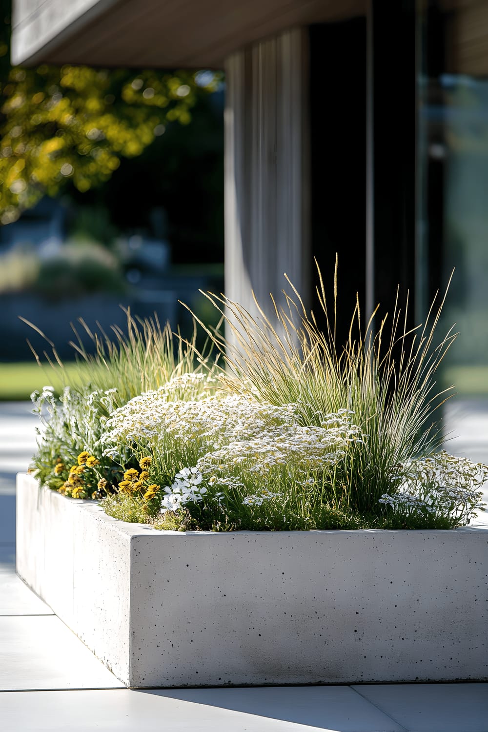 A modern, rectangular, minimalist concrete planter filled with lush, green, and feather-like fountain grass nestled amidst drought-tolerant sedum and creeping thyme. The planter is placed on a sunny patio, showing the plants thriving with little water. The background mirrors the minimalism of the scene with a clean white wall and hints of a patio chair in the corner.