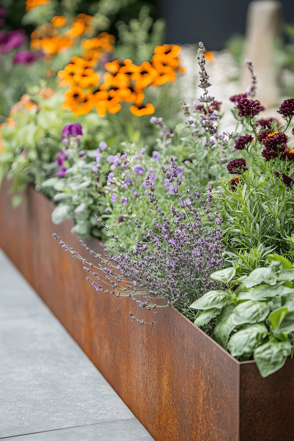 A dynamic modern mixed herb and flower border in a small garden space. The arrangement features low-growing herbs like lavender and rosemary at the front, mid-height basil and thyme, and taller flowering plants such as marigolds and geraniums at the back. Sleek metal edging, integrated watering systems, garden sculptures, decorative stones, and garden lighting are all part of the garden design. The color scheme highlights purples, reds, and greens. The image is taken from a slightly elevated angle to emphasize the layered plant arrangement and modern design elements.