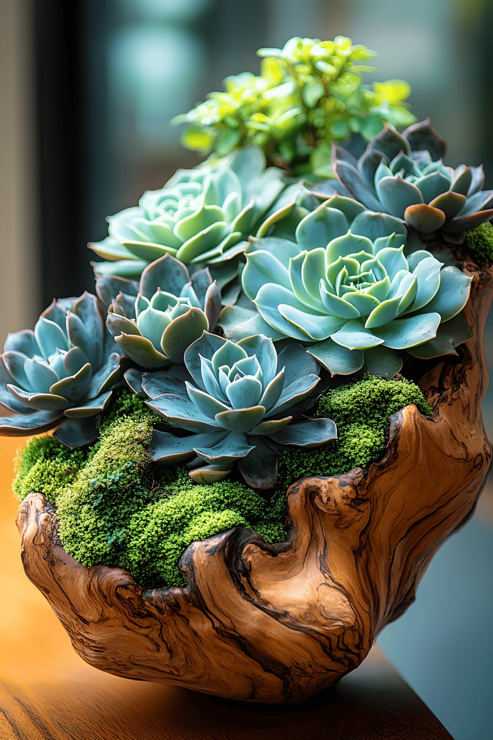 A large, unique arrangement of succulents planted in a driftwood planter filled with moss. The succulents vary in color, with leaves ranging from light green to dark gray. Extras in the scene add to the modern style, with clean lines and soft lighting creating a tranquil atmosphere.