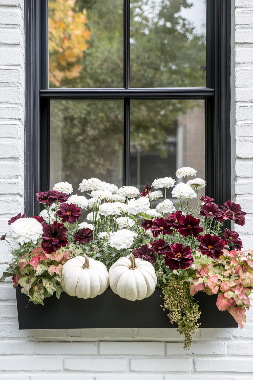 An elegant black flower box attached to a window, filled with white and deep red flowers, flanked by two white small pumpkins. The window is set against a white brick wall, and the scene captures a touch of autumn with some green foliage turning orange in the background.