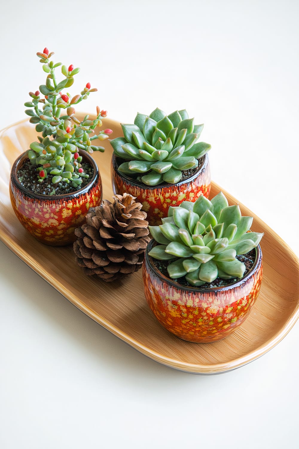 A flat bamboo tray holds three small succulent plants in autumn-themed pots. Small pinecones accent the arrangement, and the scene is highlighted by soft natural light, giving it a clean and organic presentation.