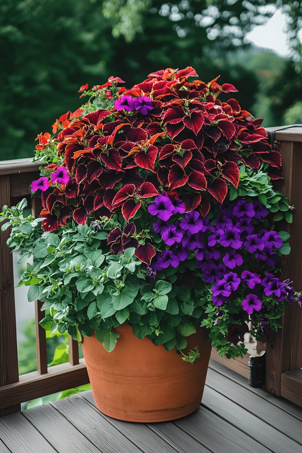 A lively container garden situated on a wooden deck, showcasing richly hued coleus plants with deep red and green leaves, vibrant petunias in shades of purple, red, and magenta, and a terracotta planter overflowing with lush greenery and vivid flowers. The ensemble is positioned against a rustic wooden fence, complemented by a verdant backdrop of trees, forming a warm and inviting outdoor space.