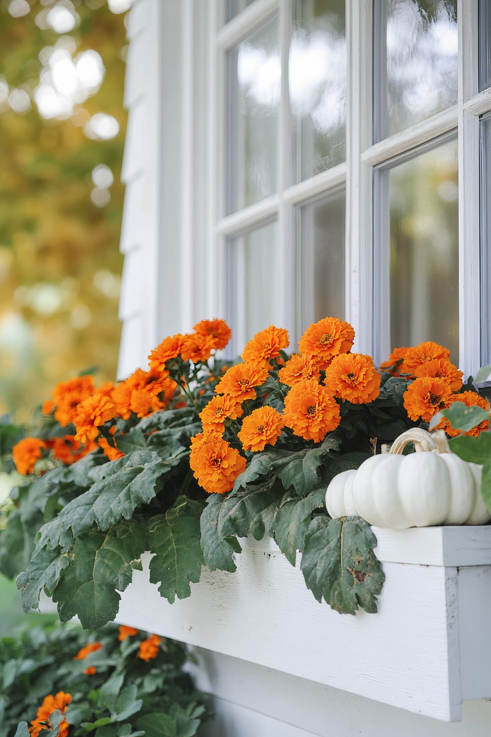 Vibrant orange marigolds and a small white pumpkin are displayed in a white wooden window box attached to a window frame painted in soft pastel colors. The background shows a blurry view of green trees and golden autumn leaves, indicating an outdoor setting in the fall.