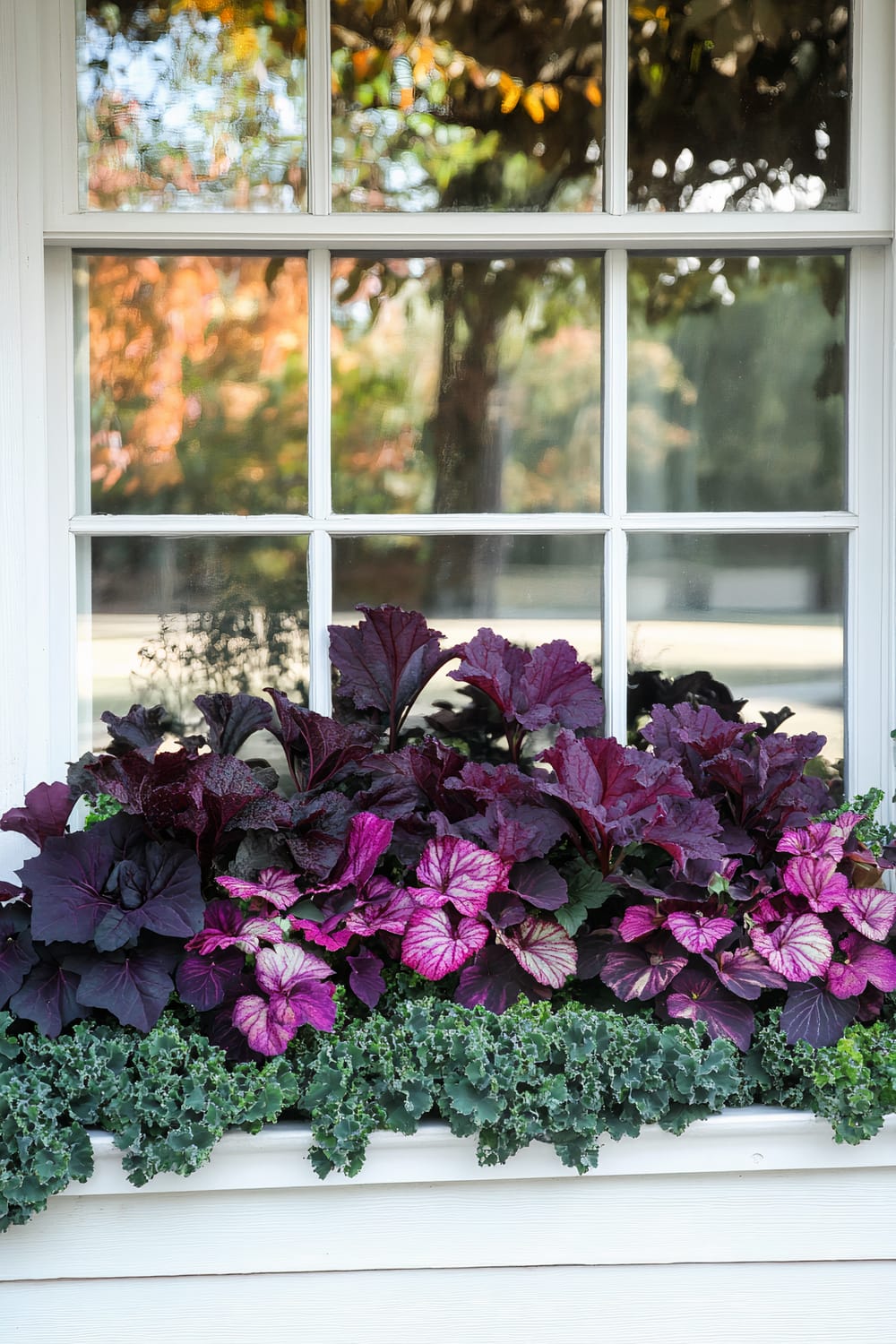 White-framed window with a planter box below it, filled with vibrant purple and green foliage. The leaves display various shades of purple, ranging from deep, dark hues to light magenta, interspersed with variegated patterns. The green foliage creates a lush base that contrasts strikingly with the purple leaves. In the background, the scenery reflects a colorful autumn landscape with trees showing hues of orange, yellow, and green.