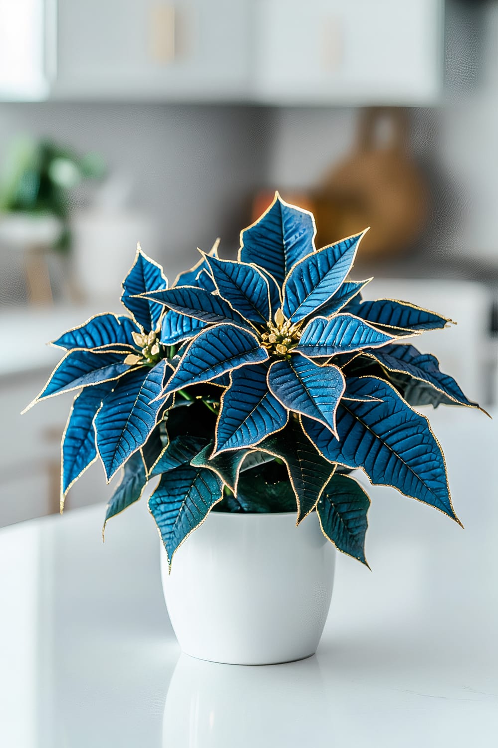 A vibrant blue poinsettia plant with gold-trimmed leaves, placed in a simple white ceramic pot, sits on a white kitchen countertop. The lighting from above creates sharp contrasts, highlighting the intricate details of the poinsettia and its metallic accents. The background is clean and uncluttered.