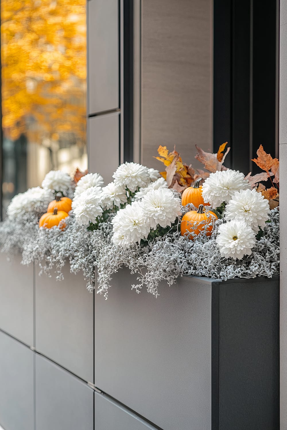 A close-up of an outdoor decorative planter box featuring an autumnal arrangement. The planter is filled with white chrysanthemums, small orange pumpkins, and gray foliage. There are also dried autumn leaves interspersed among the flowers. The planter is attached to the exterior of a modern, gray building, with a background of out-of-focus, golden-yellow fall foliage.