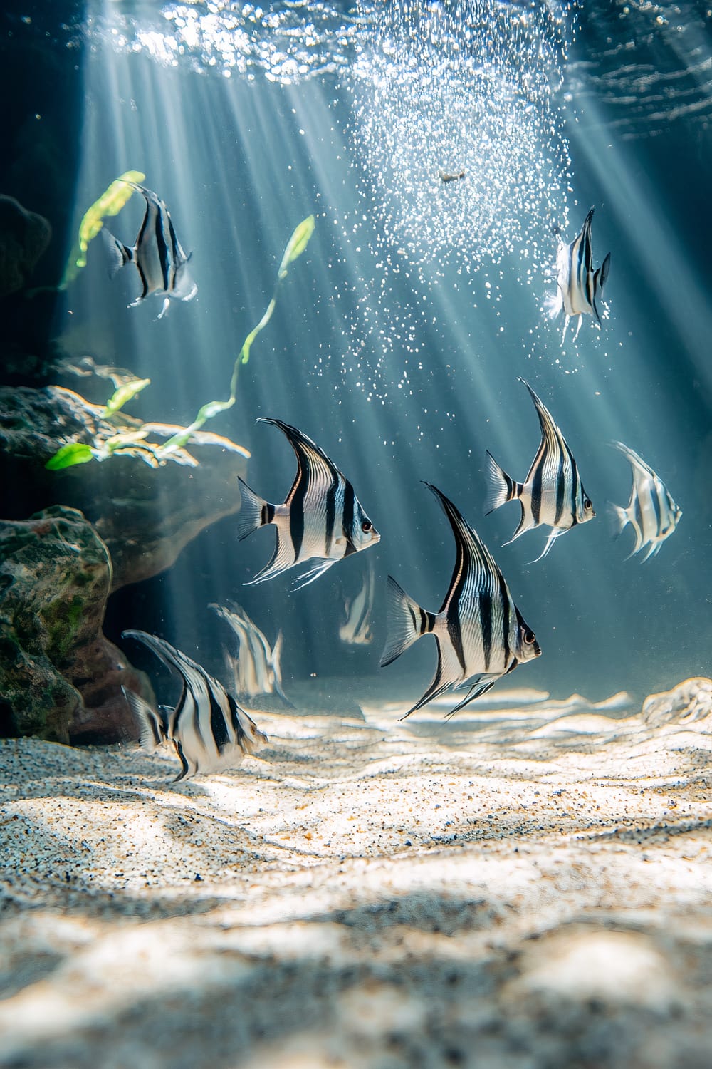 A sleek, modern angelfish tank with clear water, a sandy bottom, and geometrically shaped rocks. Silver angelfish with black vertical stripes swim harmoniously, lit from above, casting sharp shadows on the sand and highlighting their reflective scales. Long, slender plants and bubbles rise to the tank's surface.