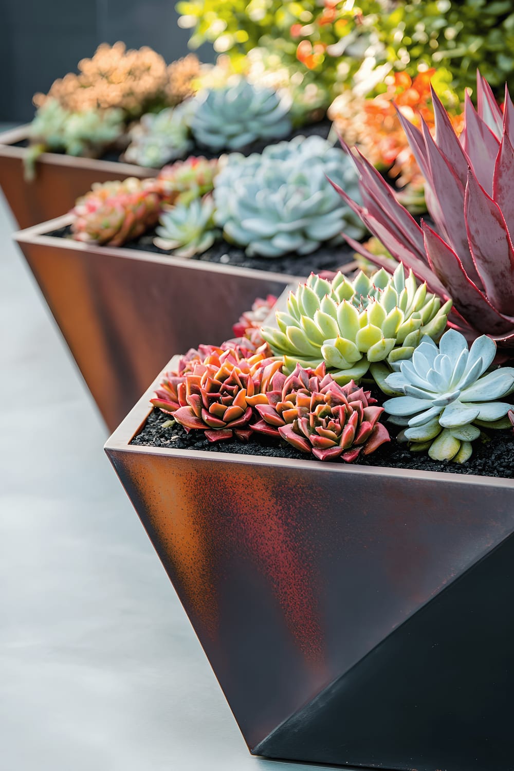 A comprehensive view of a modern, geometric garden display with numerous succulents arranged in distinct metallic containers on a smooth concrete structure. The vivid colours and unique shapes of the succulents are brought out by bold, contrasting lighting.