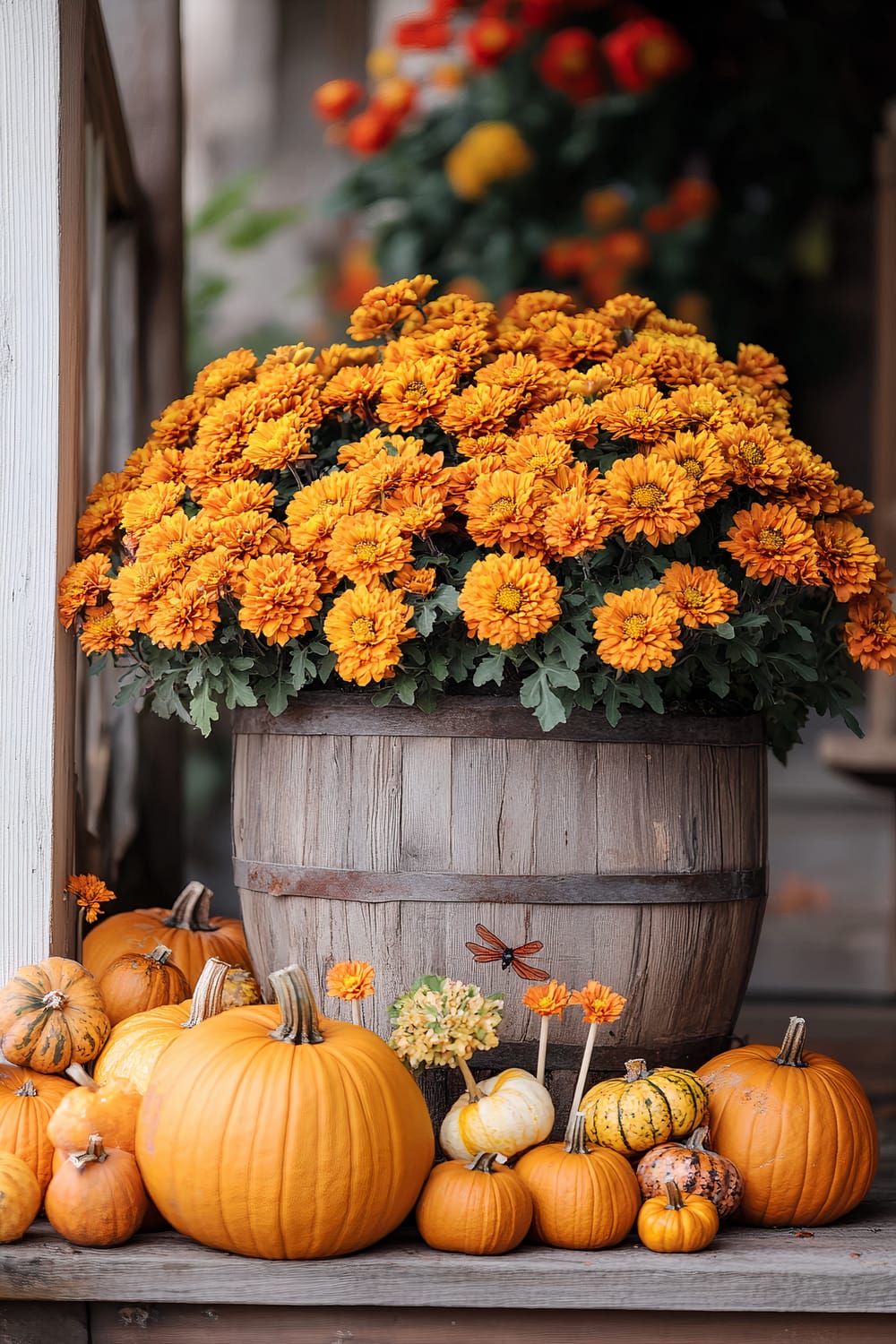 An arrangement of bright orange chrysanthemums in a large wooden barrel, placed on a porch. Surrounding the barrel are various sizes of pumpkins in shades of orange and yellow, creating a festive autumn display. In the background, another grouping of chrysanthemums is visible in soft focus, adding depth and color to the scene.