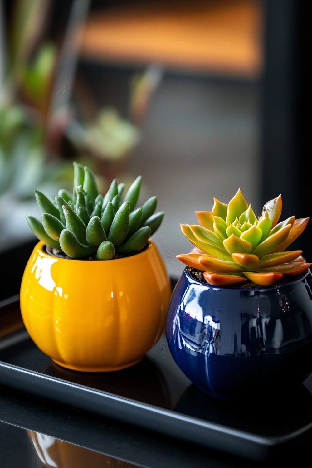 Two small ceramic pots in vibrant mustard yellow and cobalt blue colors, each holding a succulent plant. The pots are placed symmetrically on a sleek black tray.