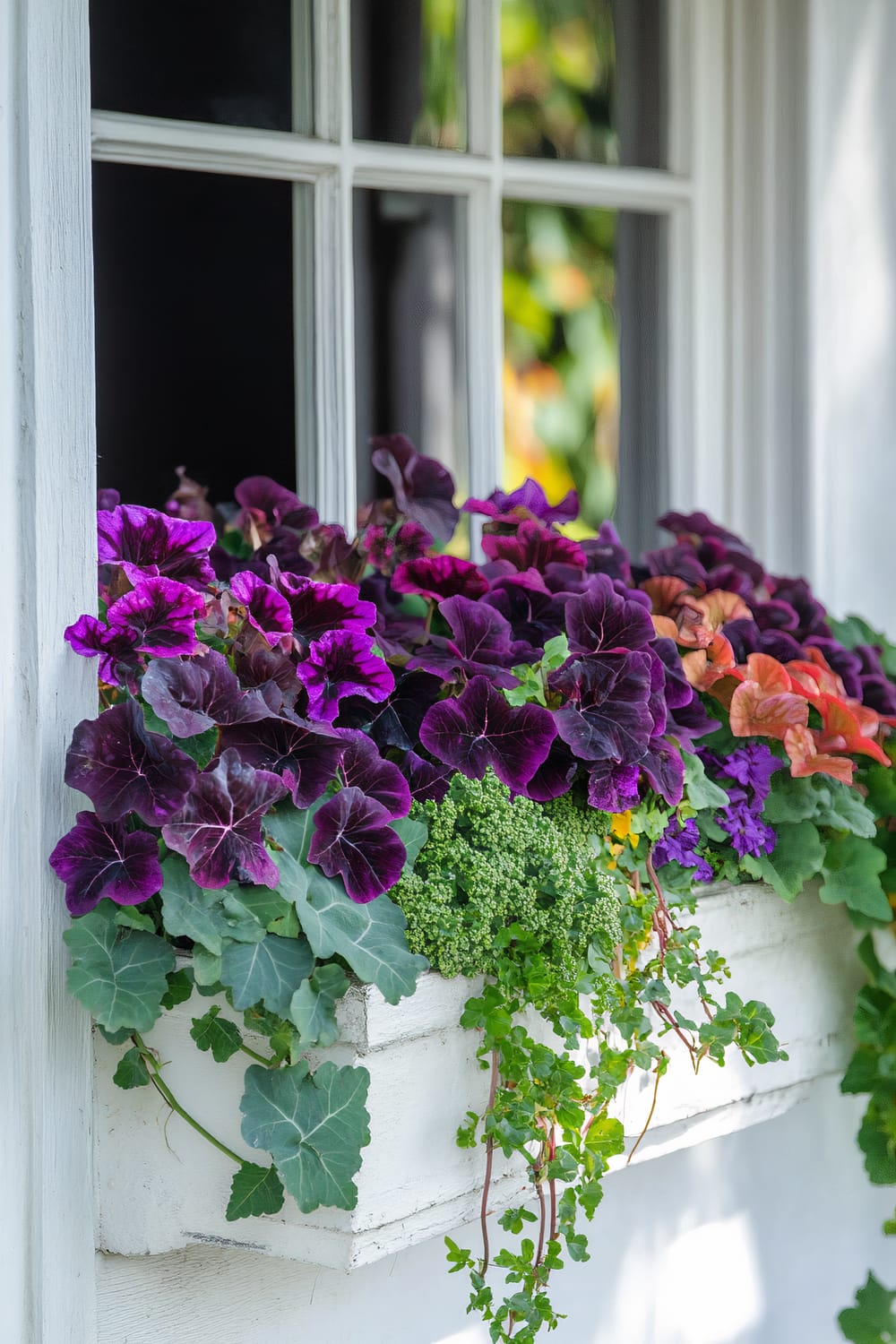 Window box filled with vibrant flowers including dark purple, magenta, and orange blooms against a white window frame. The lush greenery interspersed among the flowers cascades down the front of the white box, creating a rich, colorful contrast with the box and the window frame.