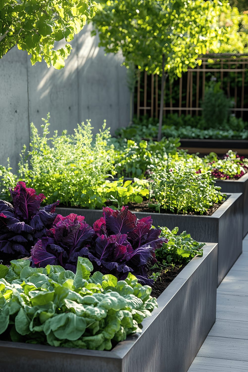 A modern backyard vegetable garden featuring galvanized steel raised beds arranged in a geometric pattern. The beds are filled with a variety of vegetables, including purple cabbage, Chioggia beets, zucchini, and bright green sugar snap peas. The peas are growing up a minimalist trellis. The garden is clean, organized, and displays contemporary design aesthetics.