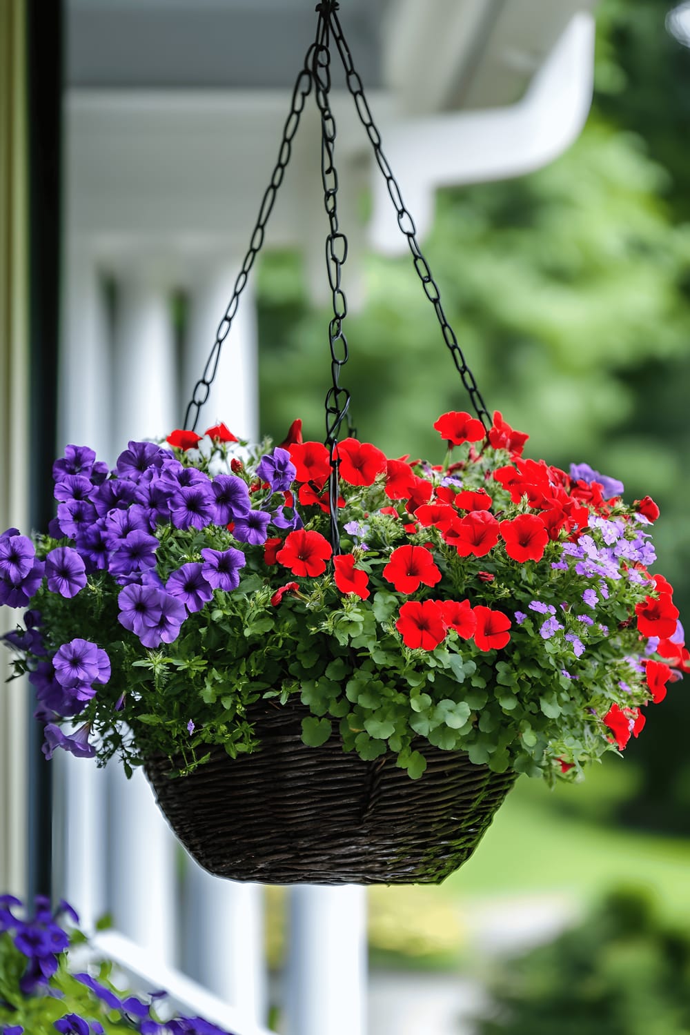 A sunny front porch featuring a lush hanging basket planter, overflowing with a vibrant array of flowers including bright red geraniums, purple petunias, and cascading white sweet alyssum. The planter is gently swaying in the breeze, adding dynamic energy to the otherwise calm scene.