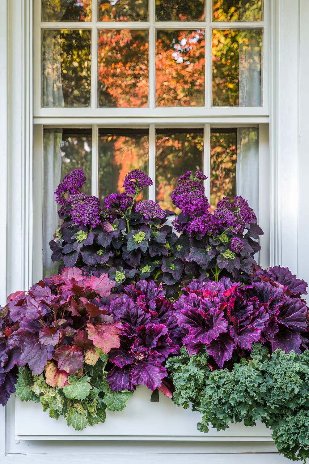 A window with a white frame is adorned with a lush display of vibrant purple and green plants. Tall purple flowers with dark green leaves bloom at the top, while below them are clusters of leafy cabbages and other foliage in shades of deep purple, red, and green. The plants overflow from a white planter box fixed below the window. The window glass reflects the warm hues of autumn foliage from trees outside.