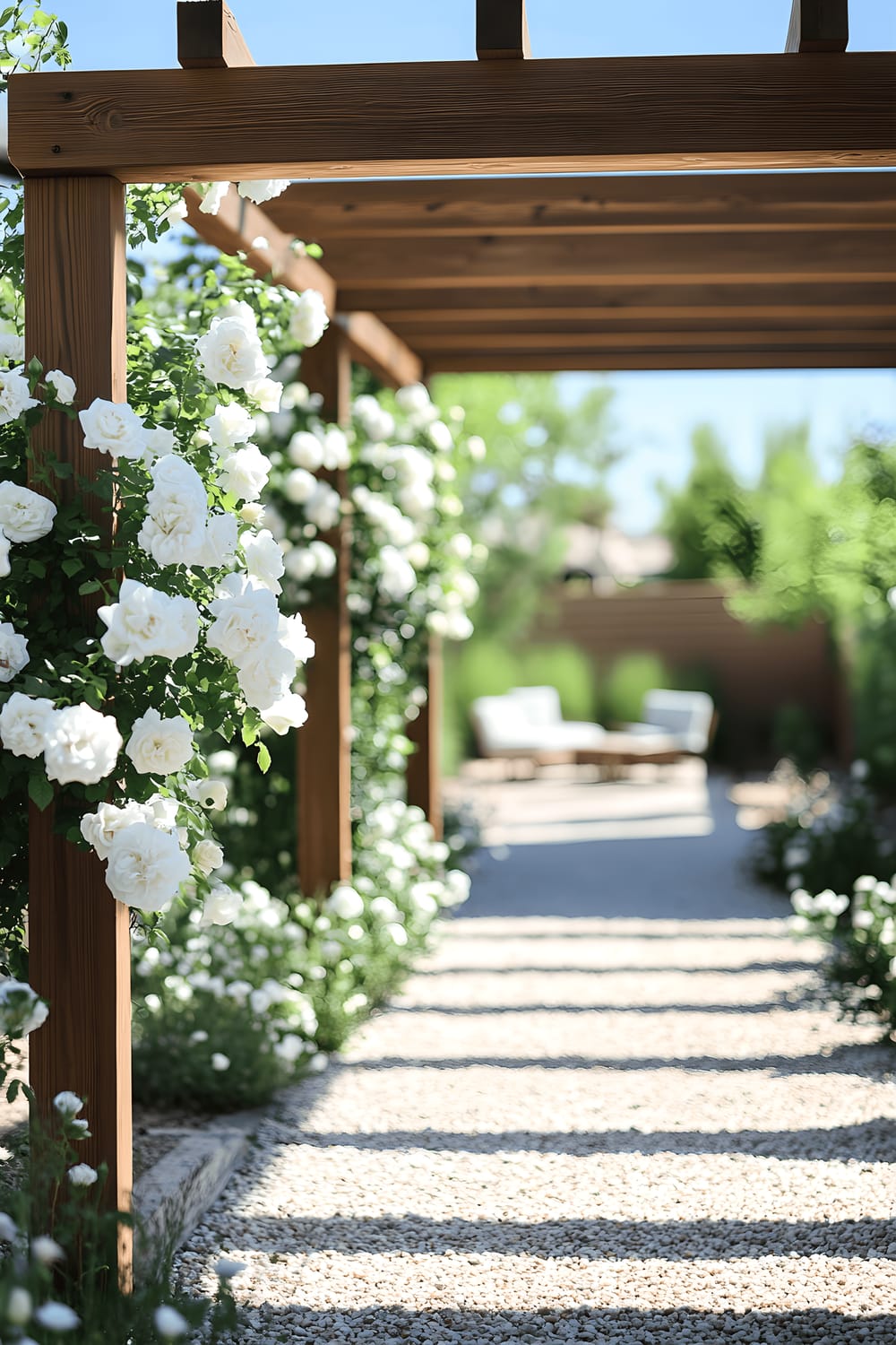 A peaceful garden scene with a well-maintained wooden pergola lavishly adorned with thick bunches of soft white climbing roses. A path of pea gravel twists and turns through the garden, leading to a seating area hidden within the greenery. The sunlight filters through the grand tree canopy above, casting dappled patterns of light and shadow across the scene.