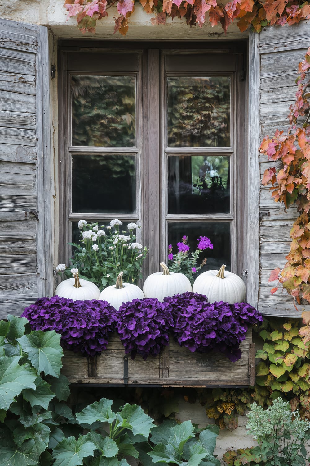 A rustic wooden window with two glass panes, adorned with a weathered wooden shutter on each side. The windowsill features a lush, charming display of white pumpkins and vibrant purple and white flowers. Autumn-colored ivy cascades from the top and sides of the window, complementing the natural wood textures and adding a festive touch of fall colors. Green leafy plants grow at the base of the window, completing the picturesque scene.