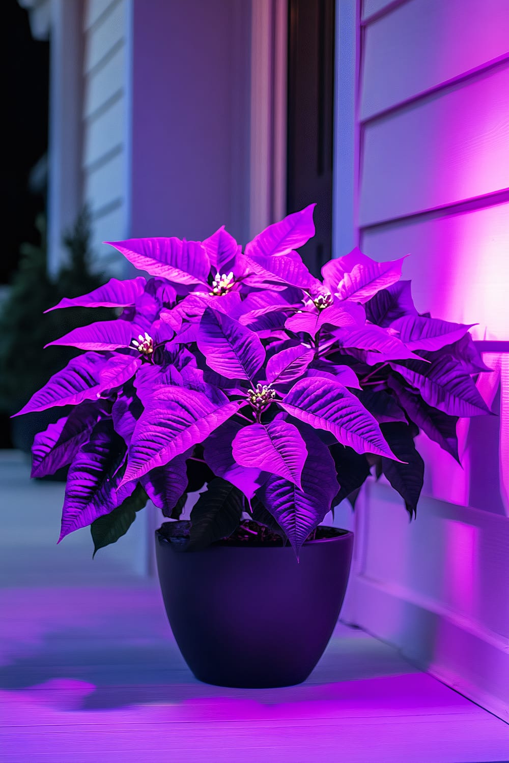 An oversized electric purple poinsettia placed in a sleek black pot is positioned on a minimalist white porch. Intense purple lighting enhances the vivid color of the petals, creating a glow effect against the dark pot and a subdued background.