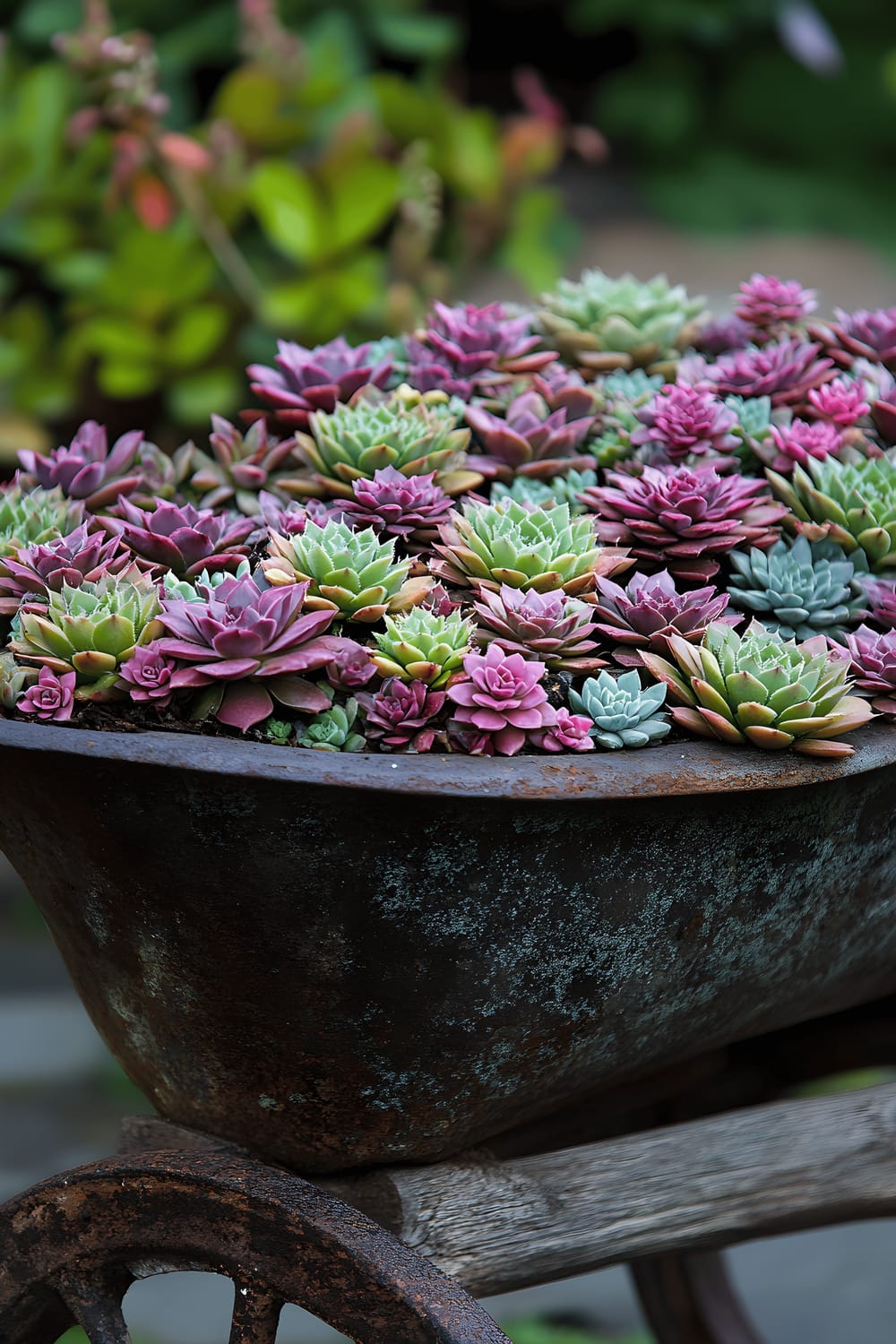 A rustic, old wheelbarrow is repurposed as a creative planter filled with assorted succulents, mainly of the Sempervivum variety. The wheelbarrow rests sturdily on a bed of slightly overgrown, green grass. The arrangement is outdoors in a backyard setting, bathed in natural sunlight that gives the leaves a vibrant, lush appearance. A few small rocks are scattered inside the wheelbarrow for added intrigue.